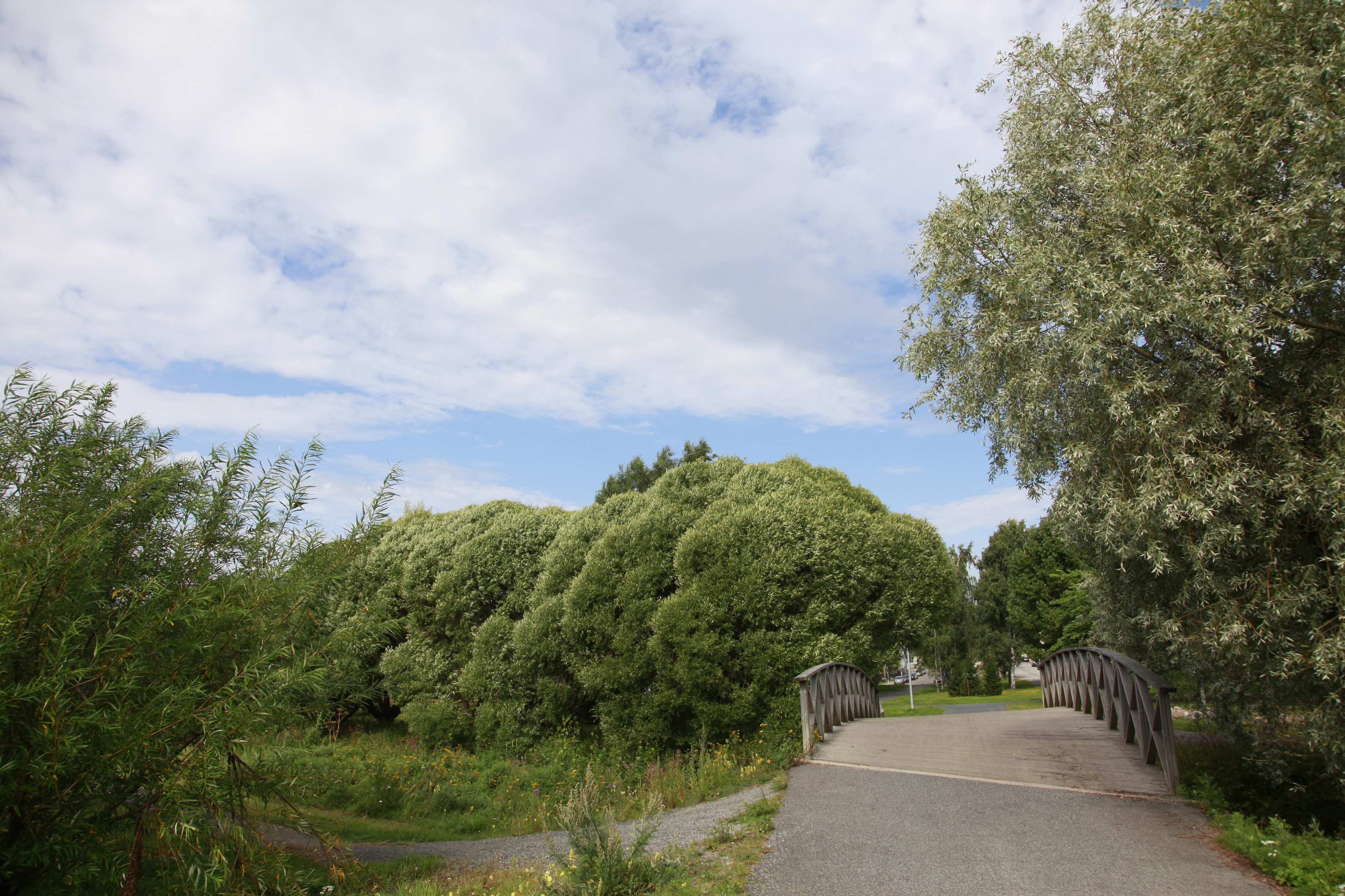 Puistonäkymää, etualalla puukaiteinen silta.